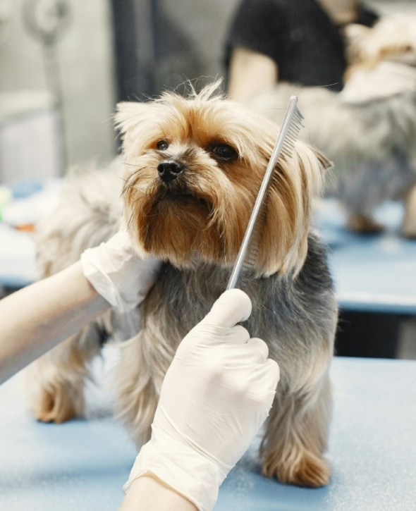 Ψηφιακή ατζέντα ραντεβού για pet groomers