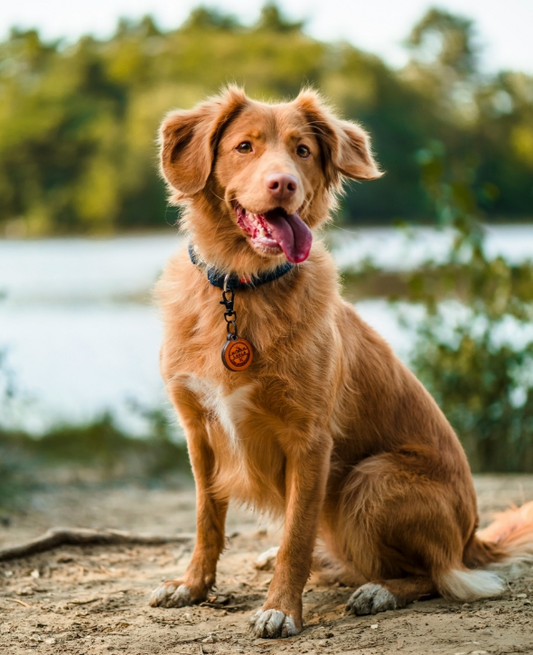 Πρόγραμμα διαχείρισης ραντεβού για Pet groomers