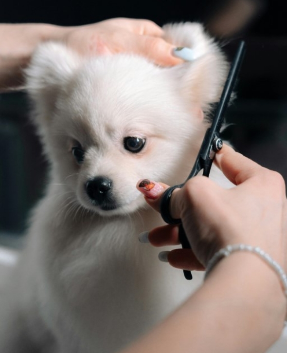 Πρόγραμμα διαχείρισης ραντεβού για Pet groomers