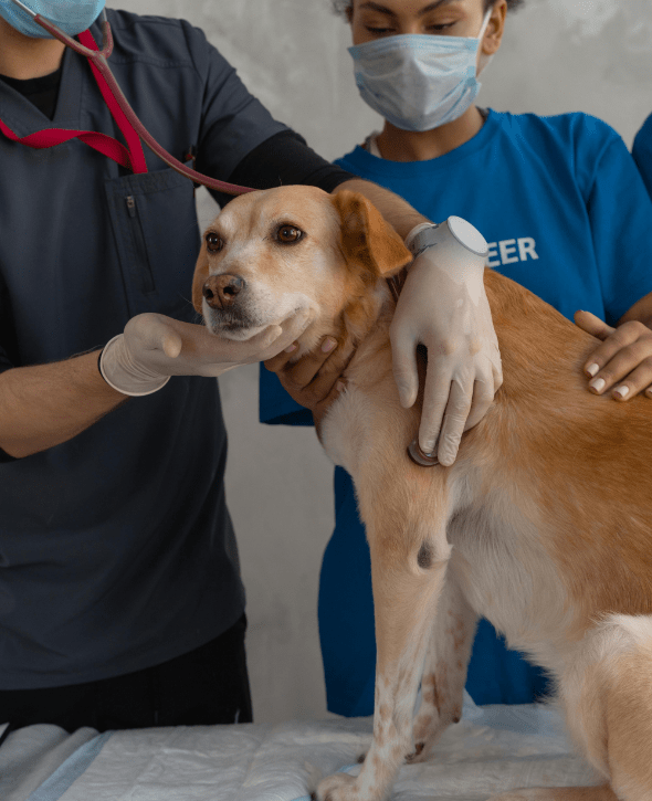 Πρόγραμμα ραντεβού για κτηνιατρικές κλινικές